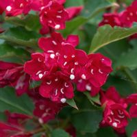 Krzewuszka cudowna 'Red Prince' (Weigela florida) Doniczka 2.0L