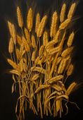Plakat 68x98cm Złote Żniwa