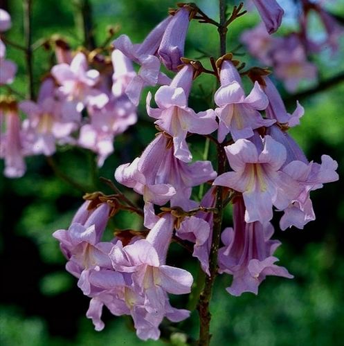 Paulownia ShanTong Drzewo tlenowe 100nasion+gratis na Arena.pl