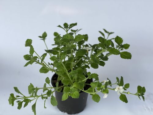 5x Bakopa Bacopa Sutera biała, sadzonki na Arena.pl