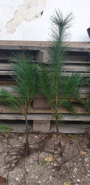 Sosna Wejmutka SADZONKI Pinus Strobus 15/30cm zdjęcie 4