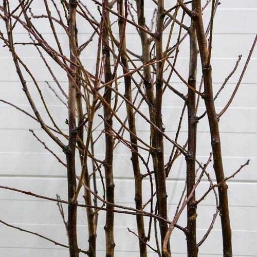 SADZONKI DRZEWKA OWOCOWE ŚLIWA TOPHIT PÓŹNA BARDZO DUŻA SOCZYSTA na Arena.pl