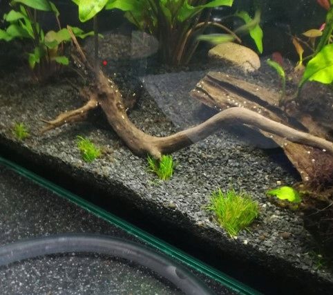 Czarny Piasek Żwirek do Akwarium Naturalny Doskonały dla Roślin 24kg 2-3mm na Arena.pl