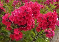 FLOKS WIECHOWATY Starfire - sadzonki w doniczkach