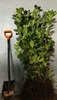 Laurowiśnia Wschodnia Novita Ekskluzywna Zieleń do Twojego Ogrodu 70-100cm