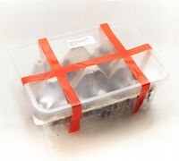 Karaczany tureckie – subimago (15-20mm) 200 szt.