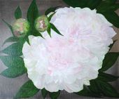 Peonie (50x60cm)