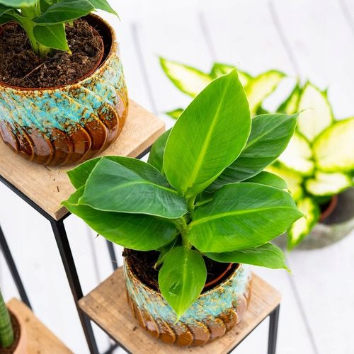 Musa Dwarf 'Cavendish' Bananowiec - EGZOTYCZNY BANAN W DOMU - Duże Liście na Arena.pl