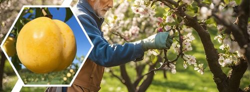 Śliwa Renkloda Ulena Drzewko Sadzonka Wczesna Samopylna na Arena.pl