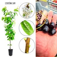 Czereśnia Sam idealna do ogrodu przydomowego 180-220 cm