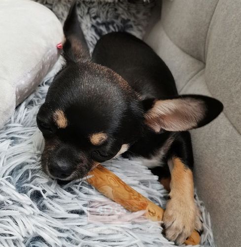 4Dogs Gryzak Z Drzewa Kawowego S na Arena.pl