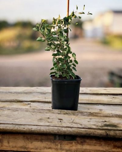 NAJSZYBCIEJ ROSNĄCE PNĄCZE - FALLOPIA ROŚNIE 6 METRÓW NA ROK SADZONKA na Arena.pl