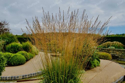Trzęślica trzcinowata 'Fontane' (Molinia arundinacea) Doniczka 2.5L na Arena.pl