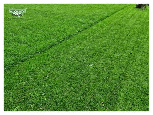 Nawóz do Trawnika Iglaków Tui Róż REGENERACYJNY 10kg CHISSO SAI SEI na Arena.pl