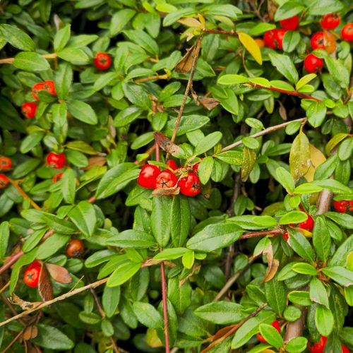 Irga płożąca Dammera 'Mooncreeper' (Cotoneaster dammeri) Doniczka 1.0L na Arena.pl