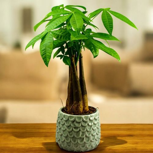 Pachira Aquatica Pachira wodna drzewko szczęścia! D9cm TYPU BONSAI na Arena.pl