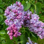 Bez, Lilak pospolity 'Katherine Havemeyer' (Syringa vulgaris) P13