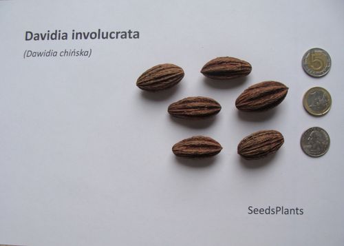 DAWIDIA CHIŃSKA Davidia involucrata - NASIONA 2 sztuki - 10g. na Arena.pl