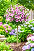 HIBISKUS TOWER PURPLE NA PNIU 170 - 190 CM