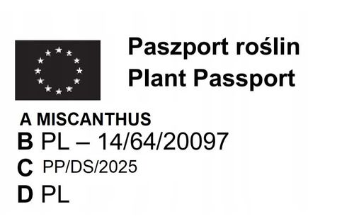 TRAWA MISKANT chiński Silberspinne PAKIET 10 szt - sadzonki 10 / 20 cm na Arena.pl