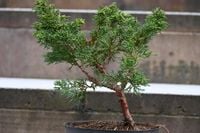 Jałowiec chiński Shimpaku - Juniperus chinensis 0054