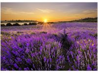 50X70CM POLE LAWENDY OBRAZ POKOJU DREWNINE