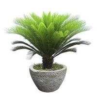 Palma sagowiec cykas Cycas Revoluta 40-50cm P12