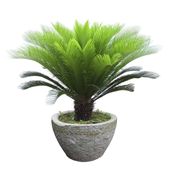 Palma sagowiec cykas Cycas Revoluta 40-50cm P12