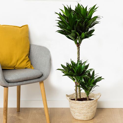 Dracena COMPACTA 95 cm na Arena.pl