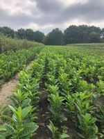 Laurowiśnia NOVITA 30-50cm sadzonki zimozielone