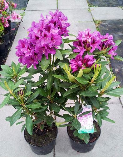 Różanecznik Rasputin 3-letni C3 na Arena.pl