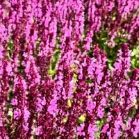 Szałwia omszona Różowa 'New Dimension Rose' (Salvia nemorosa) W Doniczce