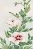 Plakat 20x30cm Hibiscus, Morikaga Japoński Vintage do Salonu