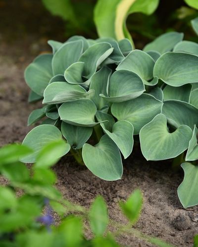 Funkia Blue Mouse Ears - Hosta hybrid na Arena.pl