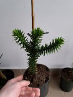 Araukaria chilijska monkey three małpie drzewo araucaria igława unikat