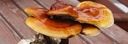 Reishi Ganoderma Lucidum 50g - ZDROWIE ODPORNOŚĆ na Arena.pl