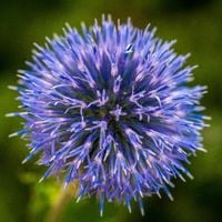 Przegorzan pospolity Wieloletni (Echinops ritro) Sadzonka w doniczce 2.0L