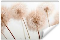 Fototapeta Do Salonu Kwiaty Dmuchawca z Bliska Styl Boho 368cm x 254cm