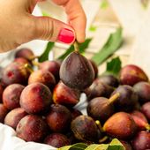 Figowiec LITTLE MISS FIGGY (Ficus) Kompaktowy Figa Obfity plon Sadzonki