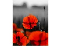 40X50CM SIAŁA BABA MAK JENNY DOWNING OBRAZ