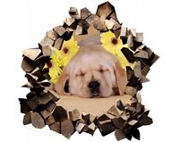 Naklejka samoprzylepna efekt 3D pies pieski domowe