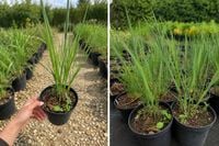 Proso rózgowate Northwind (Panicum virgatum) 15cm+ |trawa ozdobna do ogrodu