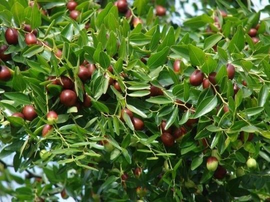 Jujuba głożyna pospolita daktyle P9 zdjęcie 5