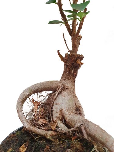 Bonsai Fikus Microcarpa  GINSENG 30 cm na Arena.pl