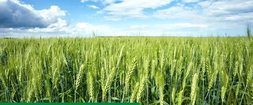 Maxim 025 FS 1L SYNGENTA - zaprawa do nasion o szerokim zastosowaniu na Arena.pl