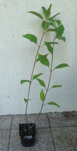 HORTENSJA PHANTOM - sadzonki w doniczkach !!! na Arena.pl