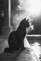 Plakat 61x90,5cm Kocia Przerwa