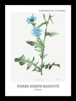 Plakat 13x18cm Design Chicory, Redoute Vintage do Salonu