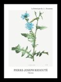 Plakat 13x18cm Design Chicory, Redoute Vintage do Salonu