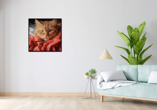Plakat 70x70cm Mruczący Spokój na Arena.pl